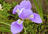 三寸菖蒲 Iris sanguinea