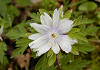 きくざきいちげ、きくざきいちりんそう Anemone pseudoaltaica