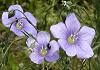 ペレニアル フラックス Linum perenne