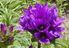 八代草 Campanula glomerata