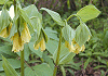 ウブラリア Uvularia grandiflora, Bellwort