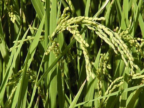 いね Oryza sativa