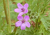 オランダふうろ Erodium cicutarium