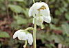 一薬草 Pyrola japonica