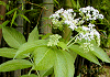 そくず 又は草にわとこ Sambucus chinensis, Elderberry