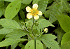 大根草 Geum japonicum