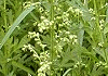 蓬 Artemisia princeps