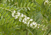 クララ Sophora flavescens