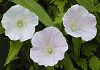 小昼顔 Calystegia hederacea