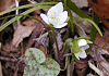 みすみそう Hepatica nobilis