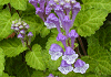 立浪草 Scutellaria indica