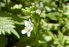 山旗竿 Arabis hirsuta