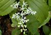 雪笹 Smilacina japonica