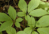 栃葉人参 Panax japonica