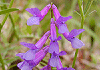 なよ草藤 Vicia dasycarpa
