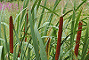 がま Typha latifolia