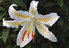 山百合 Lilium auratum, Goldband lily
