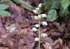 なよてんま Gastrodia gracilis blume