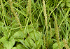 おおばこ Plantago asiatica