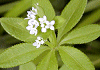 奥車葎 Galium trifloriforme