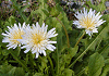 しろばなたんぽぽ Taraxacum albidum
