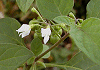 犬鬼灯 Solanum nigrum