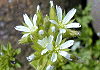 オランダみみなぐさ Cerastium glomeratum