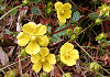 きじむしろ Potentilla fragarioides