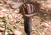 みみがたてんなんしょう Arisaema limbatum
