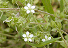 のみのつづり Arenaria serpyllifolia