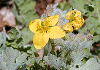 くさのおう Chelidonium majus