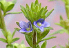 たちいぬふぐり Veronica arvensis