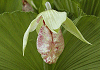 くまがいそう Cypripedium japonicum