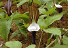 ゆきもちそう Arisaema sikokianum