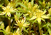 こもちまんねんぐさ Sedum bulbiferum