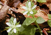さわはこべ Stellaria diversiflora