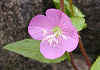 あかばなゆうげしょう Oenothera rosea