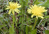 かんさいたんぽぽ Taraxacum japonicum