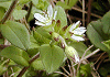 みみなぐさ Cerastium hulosteoides