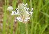 へらおおばこ Plantago lanceolata