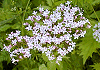 かのこそう Valeriana fauriei