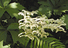 やぐるまそう Rodgersia podophylla