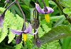 やまほろし Solanum Japanense