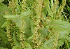 ぎしぎし Rumex japonicus