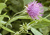 もりあざみ Cirsium dipsacolepis