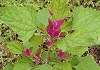 あかざ Chenopodium album