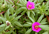 ひめまつばぼたん Portulaca pilosa