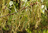 こなら Quercus serrata