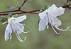 うんぜんつつじ Rhododendron serphllifolium