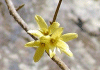 やまとれんぎょう Forthysia japonica